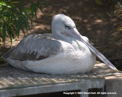 Resting Pelican