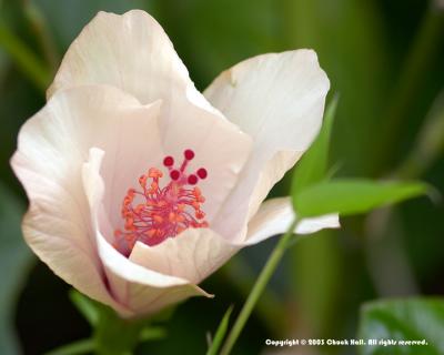 White Hibiscus