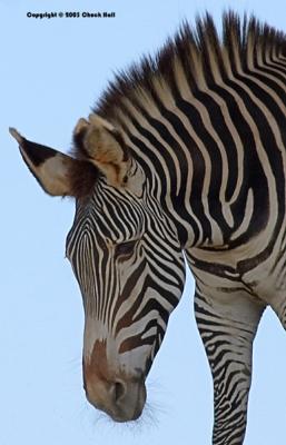 Zebra II