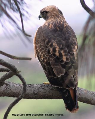 Red Tailed Hawk