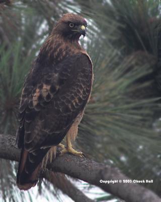 Red Tailed Hawk II