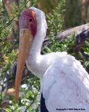 Yellow-Billed Stork