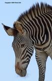 Zebra II