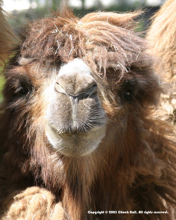 How About A Smooch?