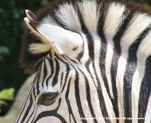 Zebra