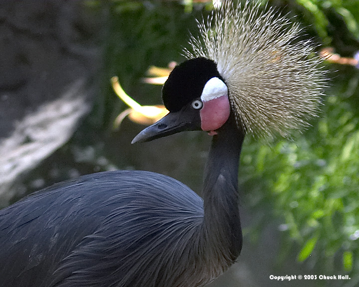 Crowned Crane