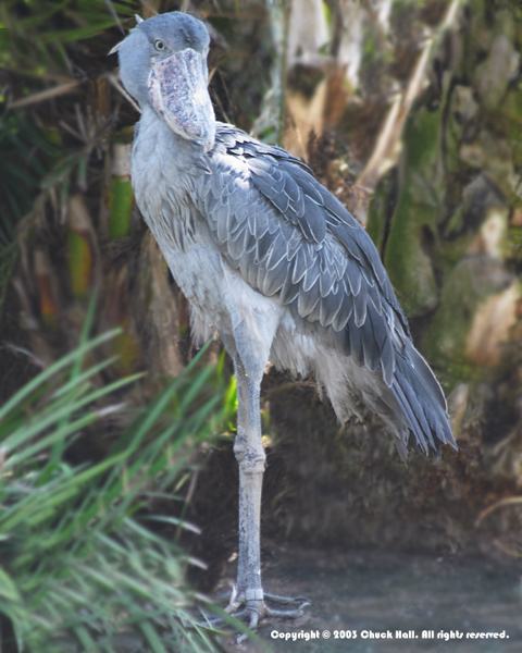 Shoebill
