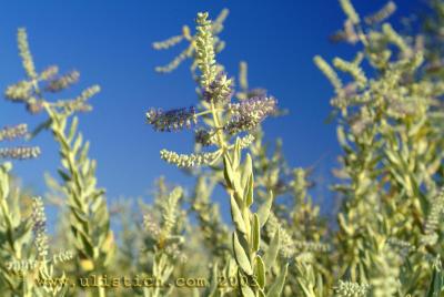 wild flowers along the Sturt highway