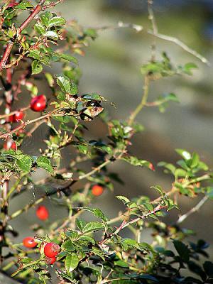 P9231895-e-600.jpg