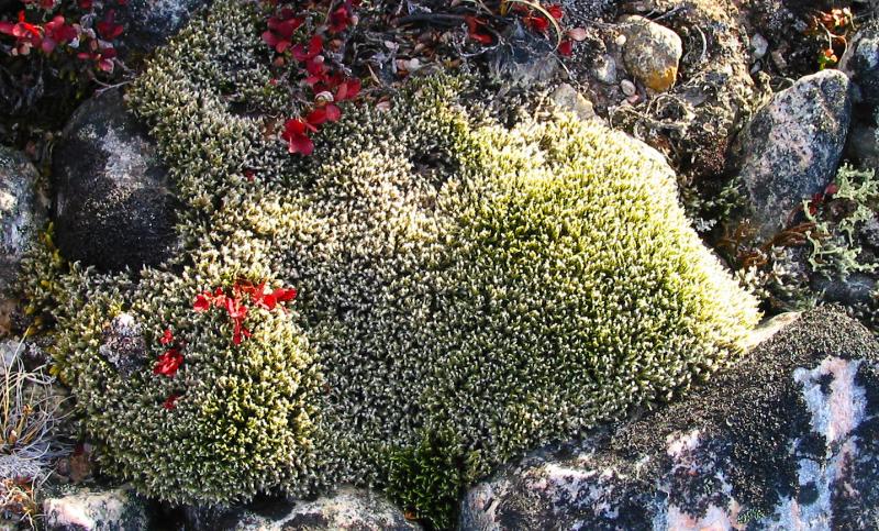 moss with stones