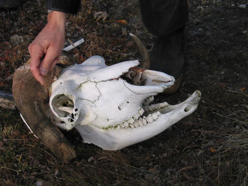 Musk Ox Skull Bones,