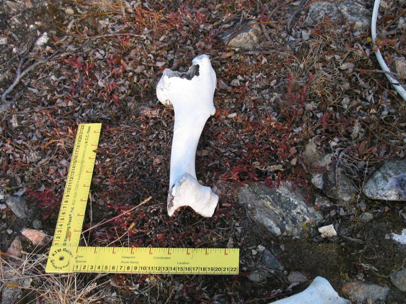 Leg Bone