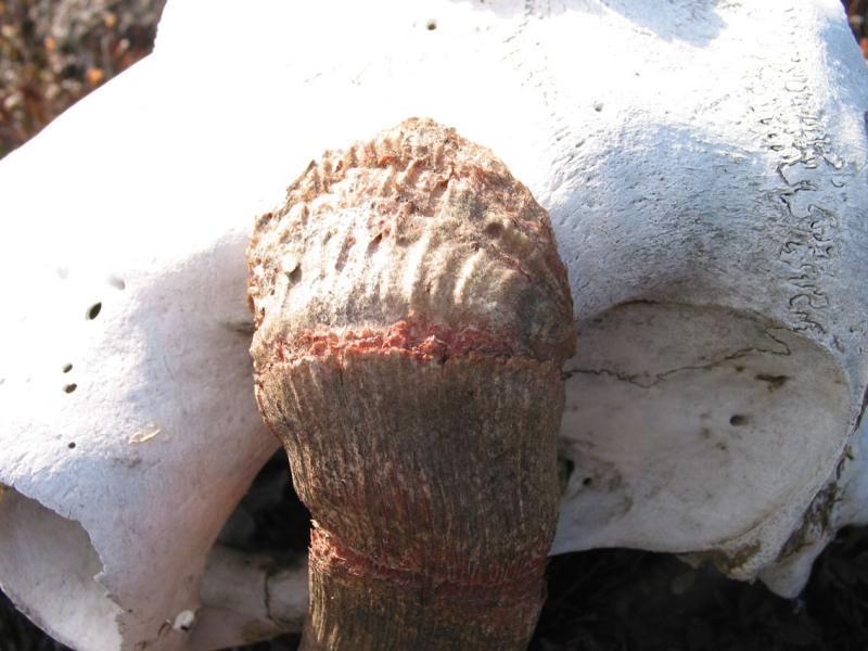 muskox skull with horn_