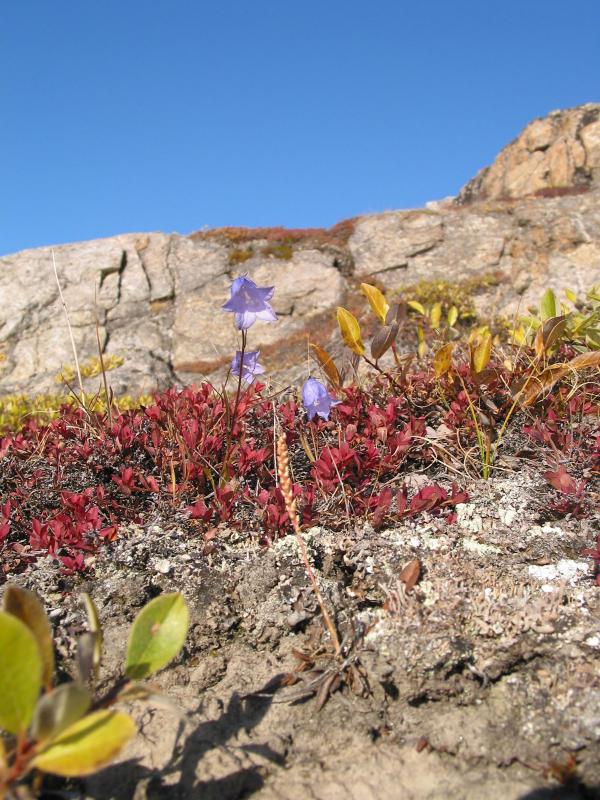 Campanula