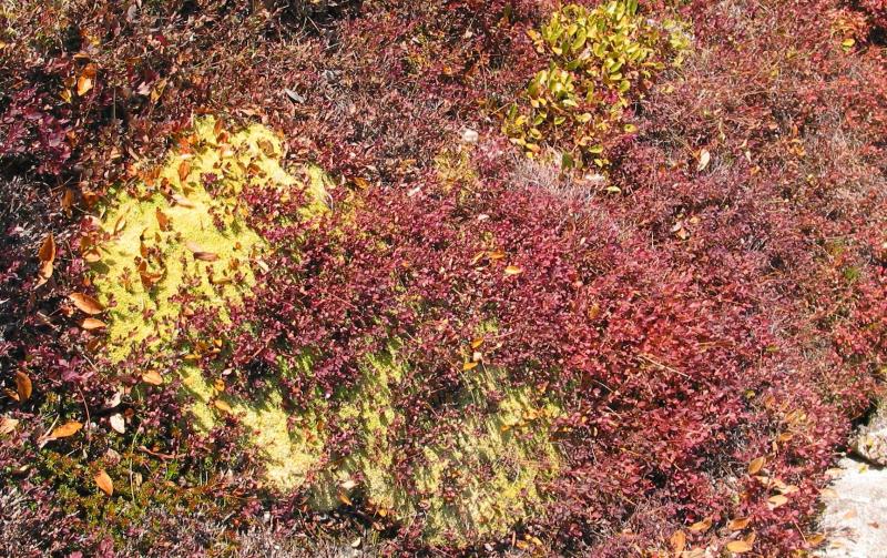 Yellow Moss and Red Birch