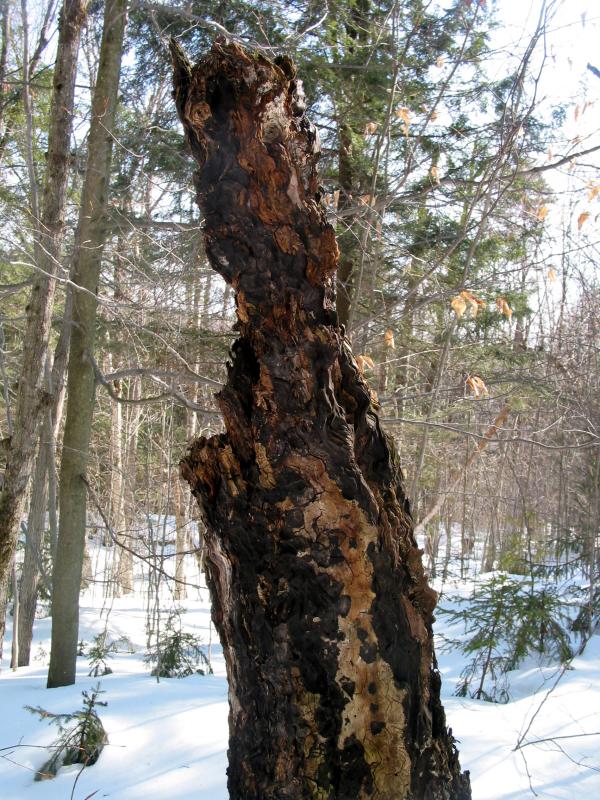 Remnant of a tree