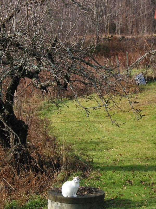 I-Ching, at the well