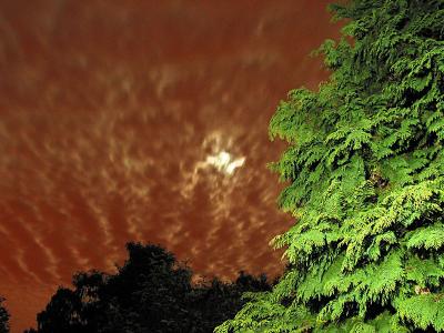 Night Sky & Archie's Tree