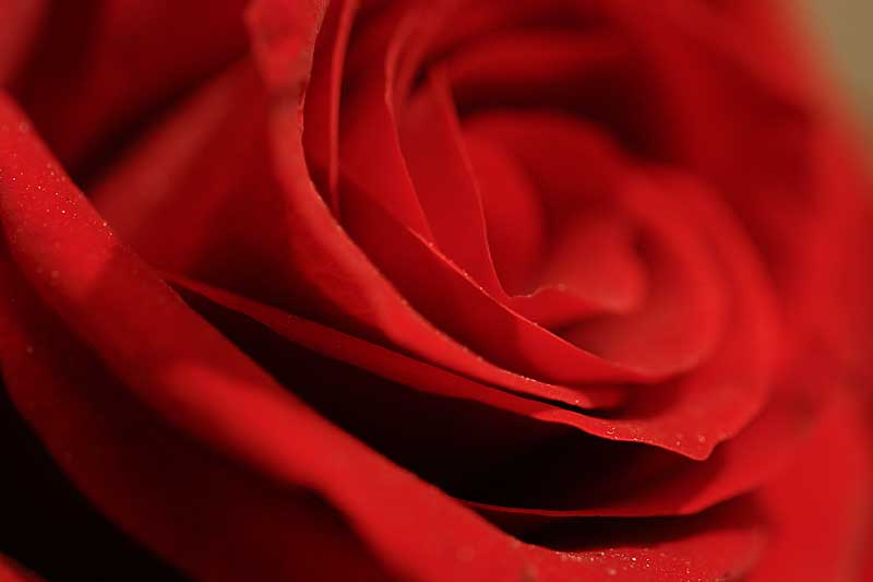Oct 29: Rose