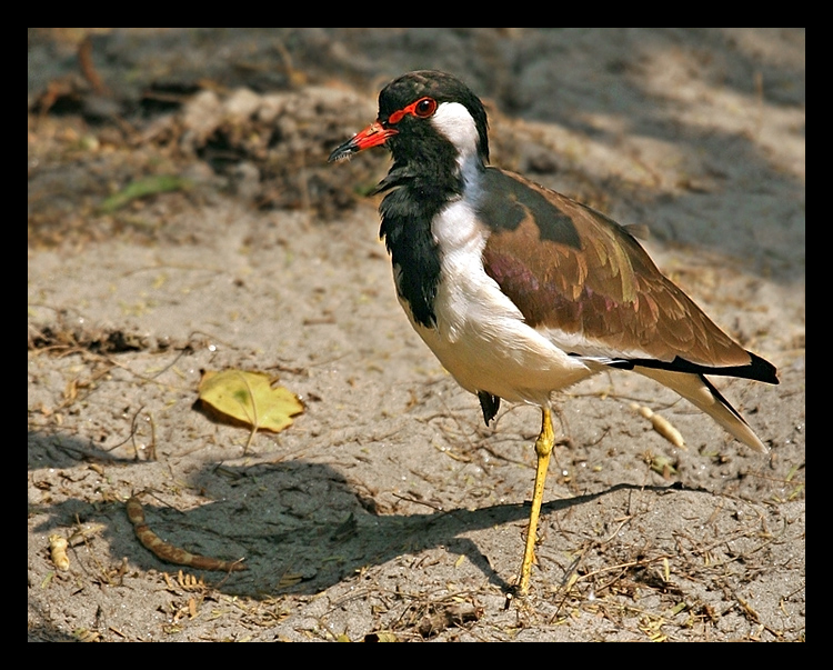 Red Wattled Lapwing October 2004