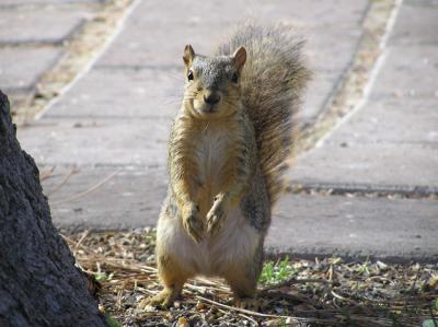 ISU College of Engineering squirrel girl NIB6F71.jpg