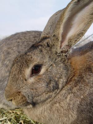 Jacona bunnies