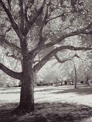 IRtree resized.jpg