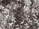 IRsquirrel resized.jpg