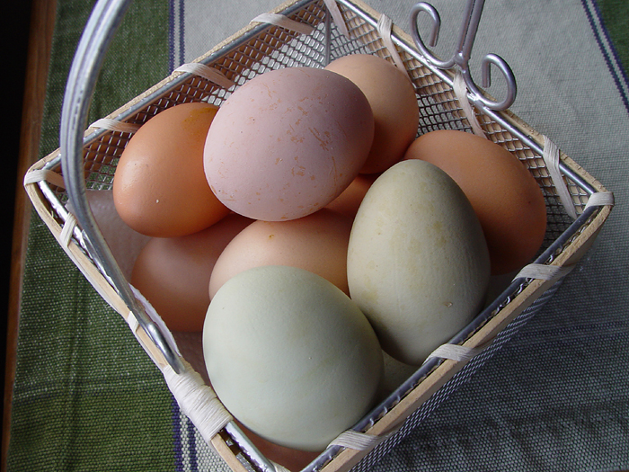 Jacona eggs