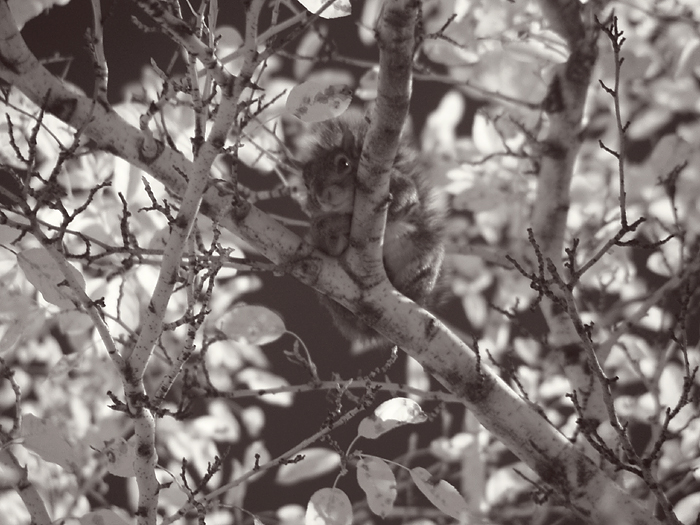 IRsquirrel resized.jpg