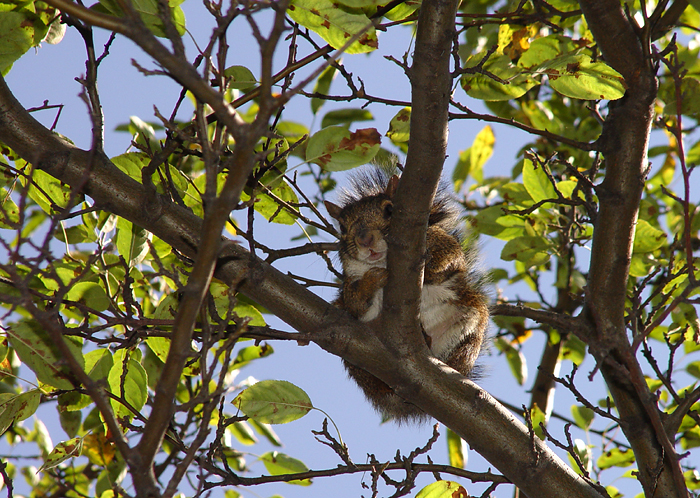 squirrellook resized.jpg