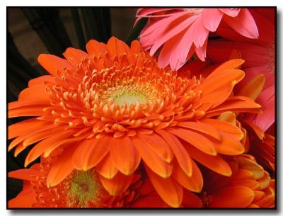 Orange & Pink Gerber Daisies