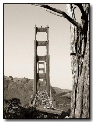 Golden Gate and Tree
