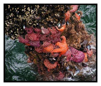 Starfish on Pier Piling