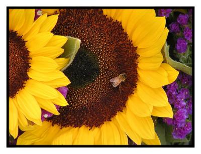 Sunflowers and Bee