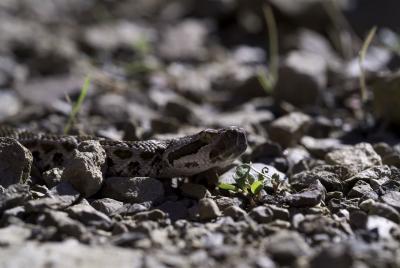baby-snake498.jpg