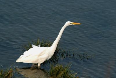 Egret