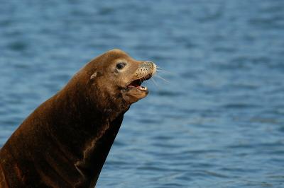 Sea Lion