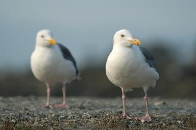 Seagulls