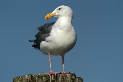 Seagull