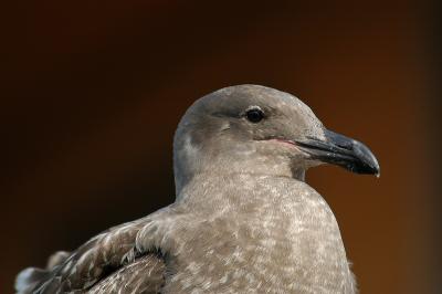 Seagull