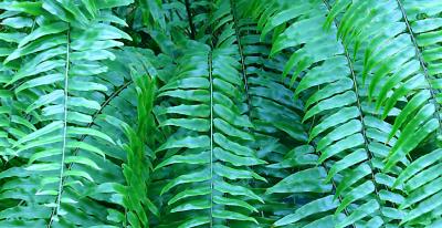 Fern 72  00101.jpg