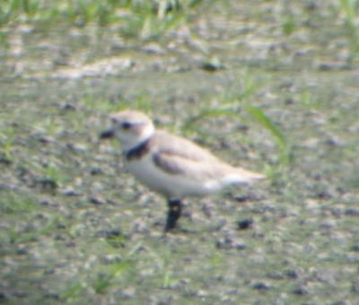 Piping Plover