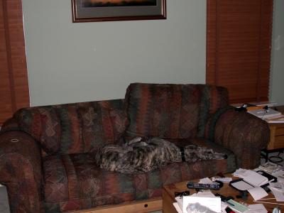 Roman sleeping on the sofa, all camoflauged