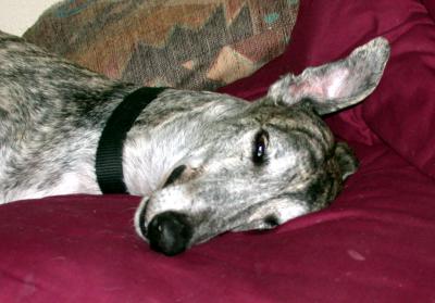 u33/wyk/medium/35780284.romysleeps.jpg