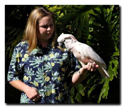 Maluccan Cockatoo