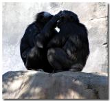 Affectionate Chimps