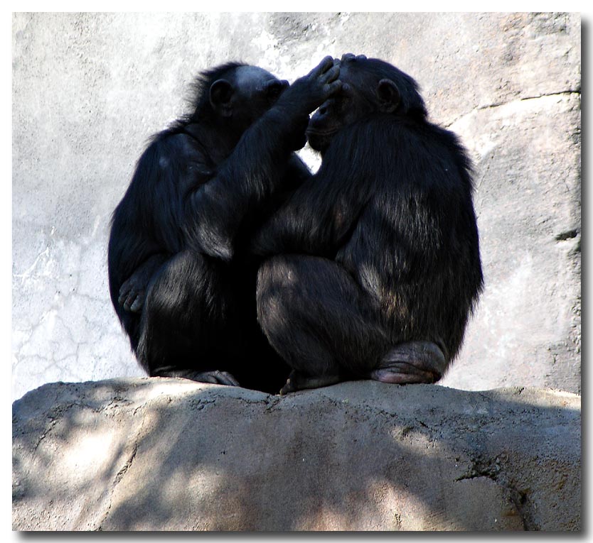 Affectionate Chimps