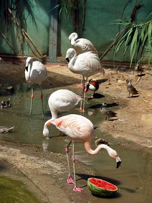 u33/yanaide/medium/21743472.flamingo.jpg