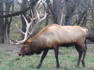 BigElk